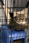 Aster*Adopt w/Pansy*