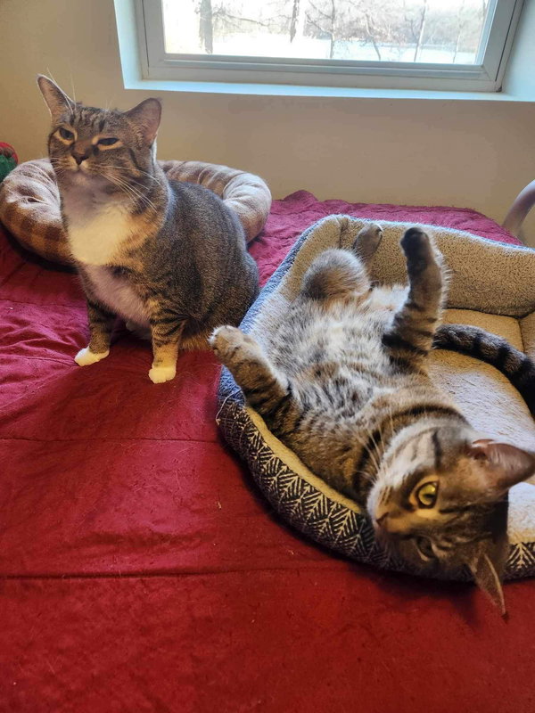 Aster & Pansy (Bonded pair)