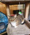 adoptable Cat in Detroit Lakes, MN named ASTER & Pansy (Bonded Pair)