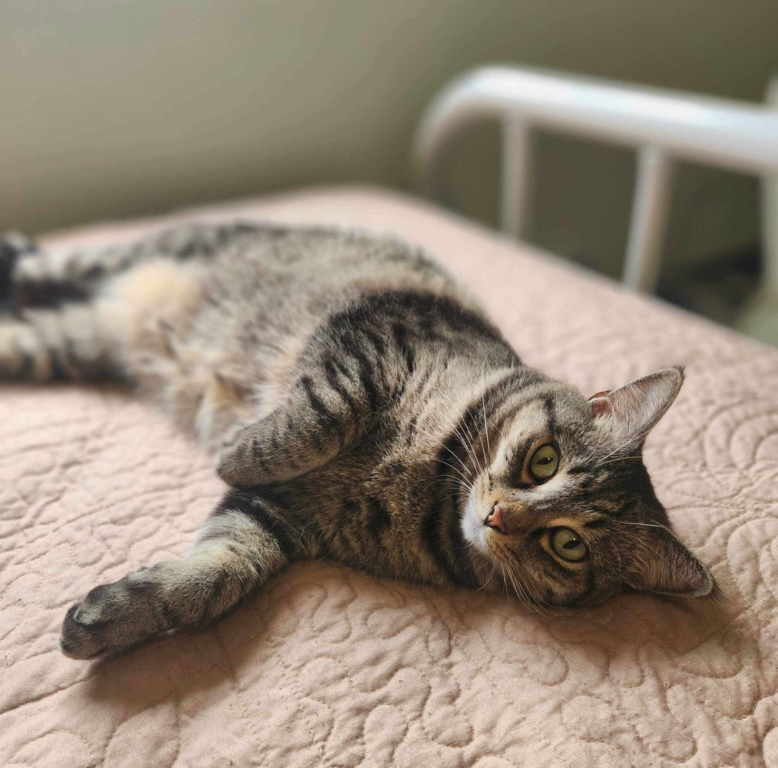 Pansy (Bonded w/Aster)