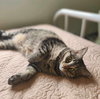 Pansy (Bonded w/Aster)