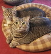 Pansy (Bonded w/Aster)