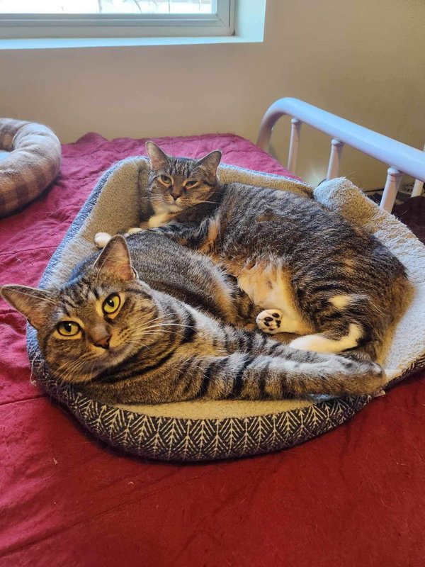 Pansy (Bonded w/Aster)