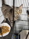 Pansy *Adopt w/Aster*
