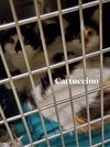 Cattacino-S&S Crew