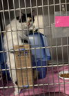 Cattuccino*Adopt w/Cortado*