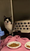 Cortado-Adopt w/Cattuccino