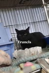 Francis-S&S Crew