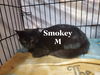 Smokey