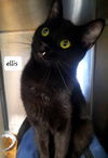Ellis*Adopt with Sunshine*