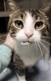 Sully