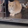 Sunshine*Adopt with Ellis*