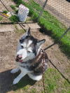 Mishka