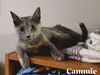 Cammie