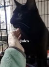 Jules