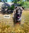 Oscar
