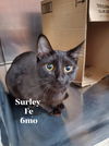 Surley