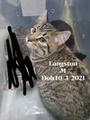 Langston