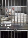 Sorrel