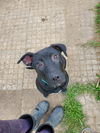 Addie
