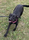 Addie