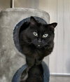 Yoda (Bonded w/Dextra)