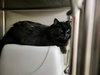 Yoda (Bonded w/Dextra)