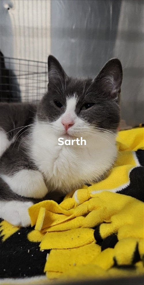 Sarth