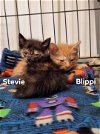 Stevie *Adopt with Blippi*