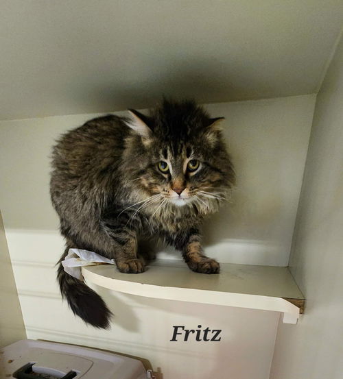 Ghost aka Fritz