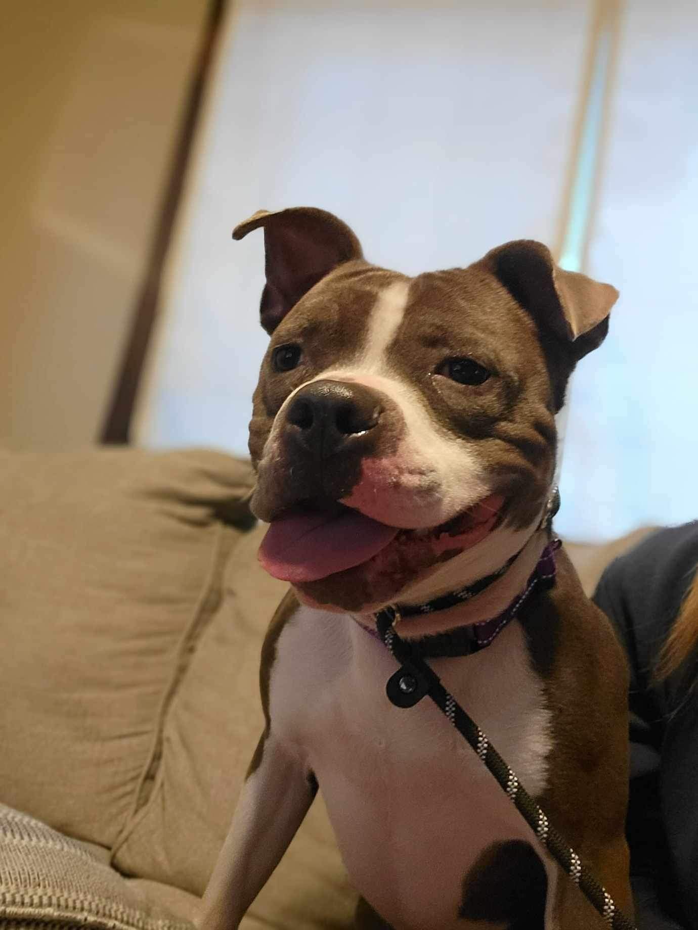 adoptable Dog in Detroit Lakes, MN named Jarek