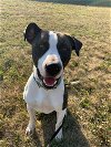 adoptable Dog in , MN named Jersey