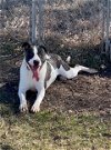 adoptable Dog in , MN named Jersey
