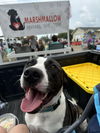 adoptable Dog in Detroit Lakes, MN named Jersey