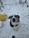 Benji