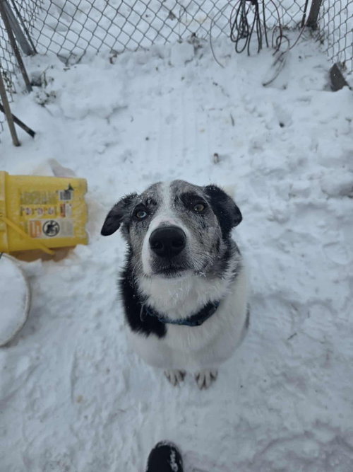 Benji