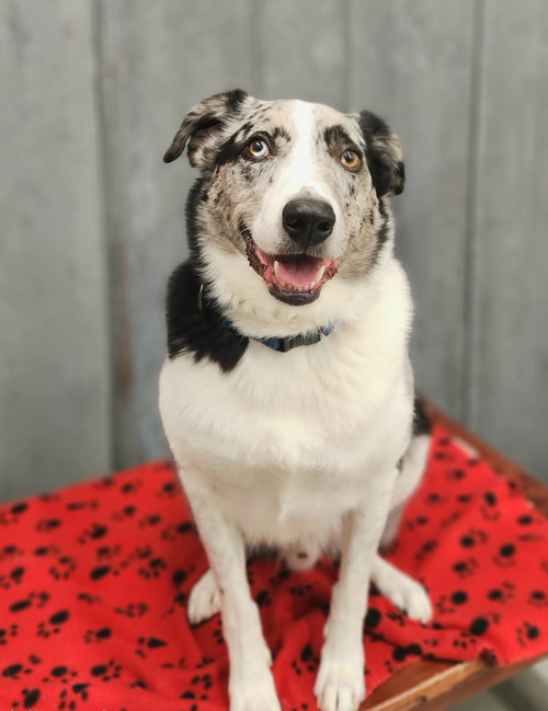 picture of the dog needing adoption