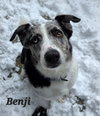 Benji - Photo 1