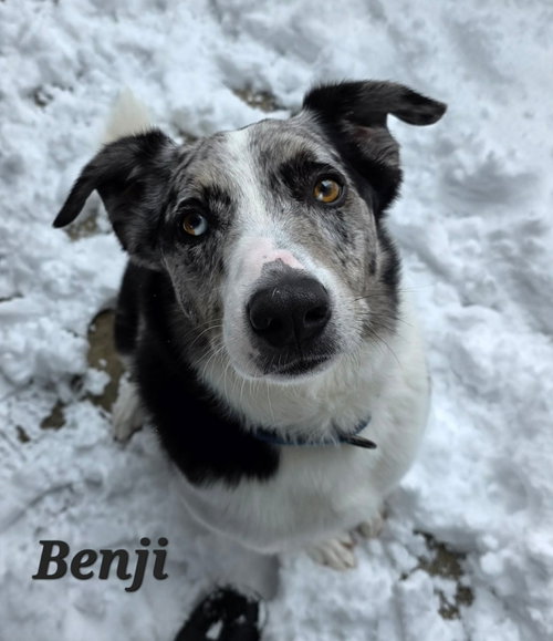 BENJI