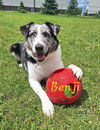 adoptable Dog in Detroit Lakes, MN named Benji