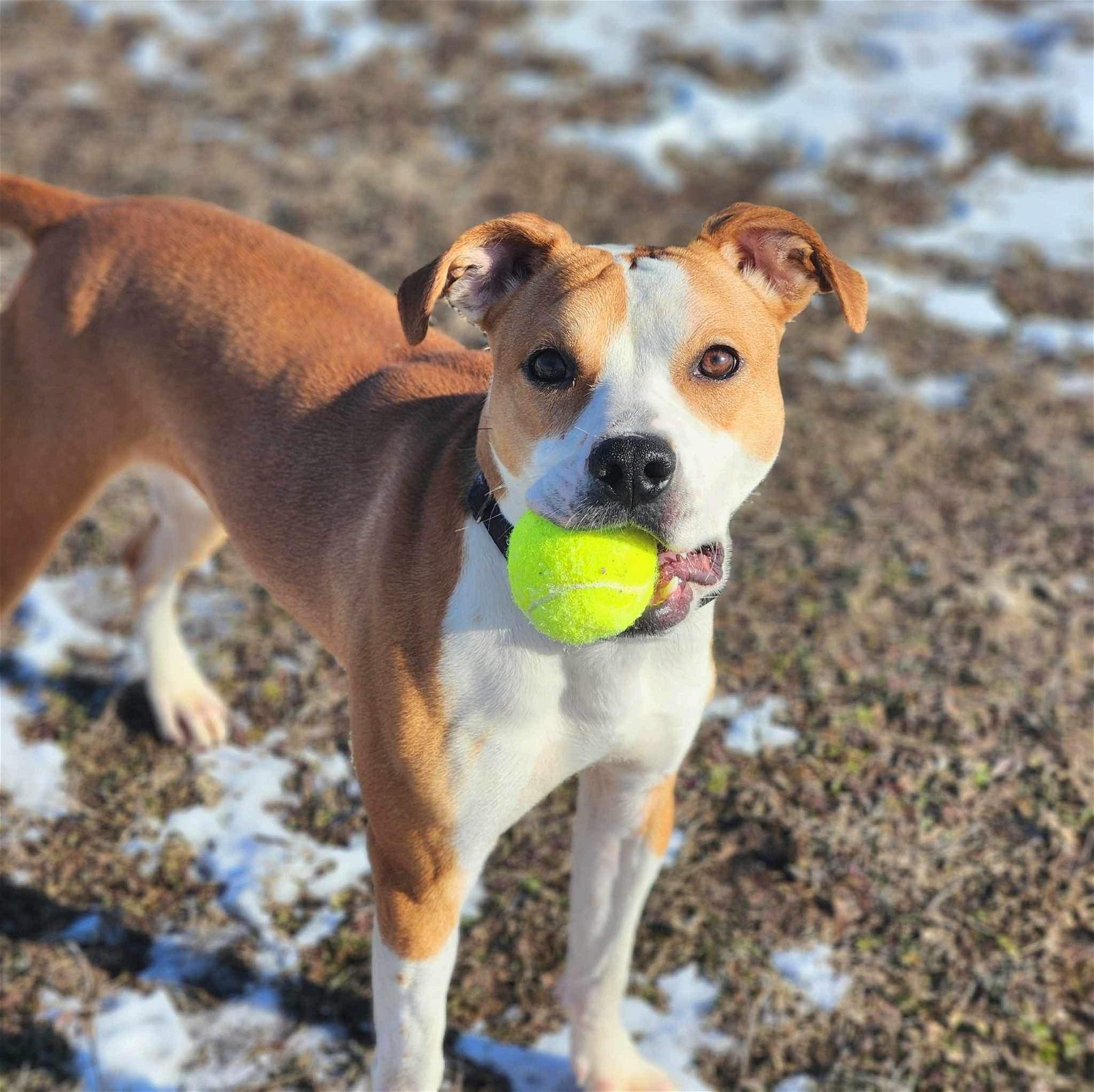 adoptable Dog in Detroit Lakes, MN named Bella