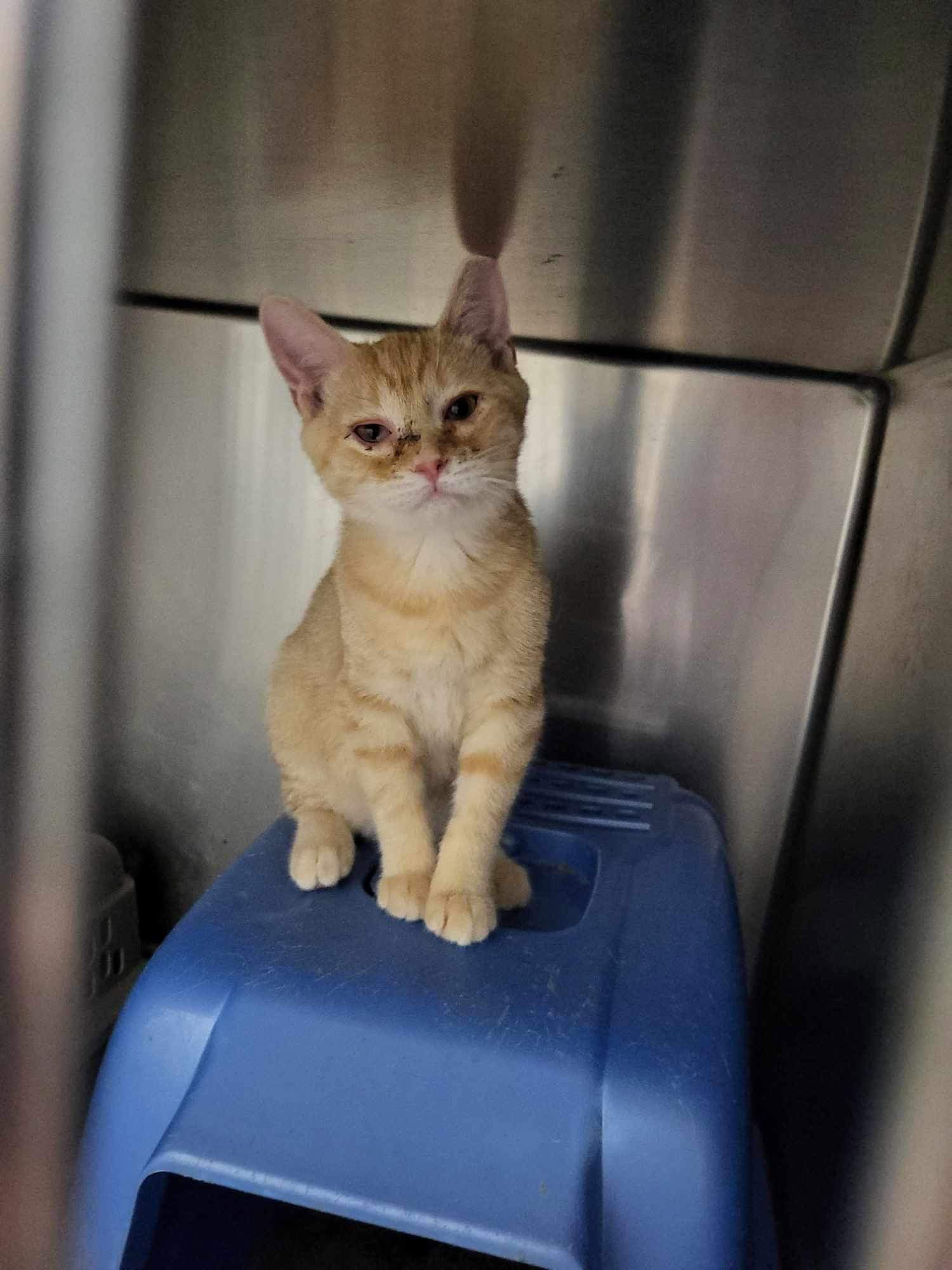 Cat adoption in Detroit Lakes, MN 56501 Domestic Short Hair (short