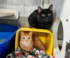 adoptable Cat in Detroit Lakes, MN named Cush & WELLES (Bonded Pair)