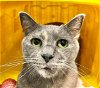 adoptable Cat in detroit lakes, MN named Davy