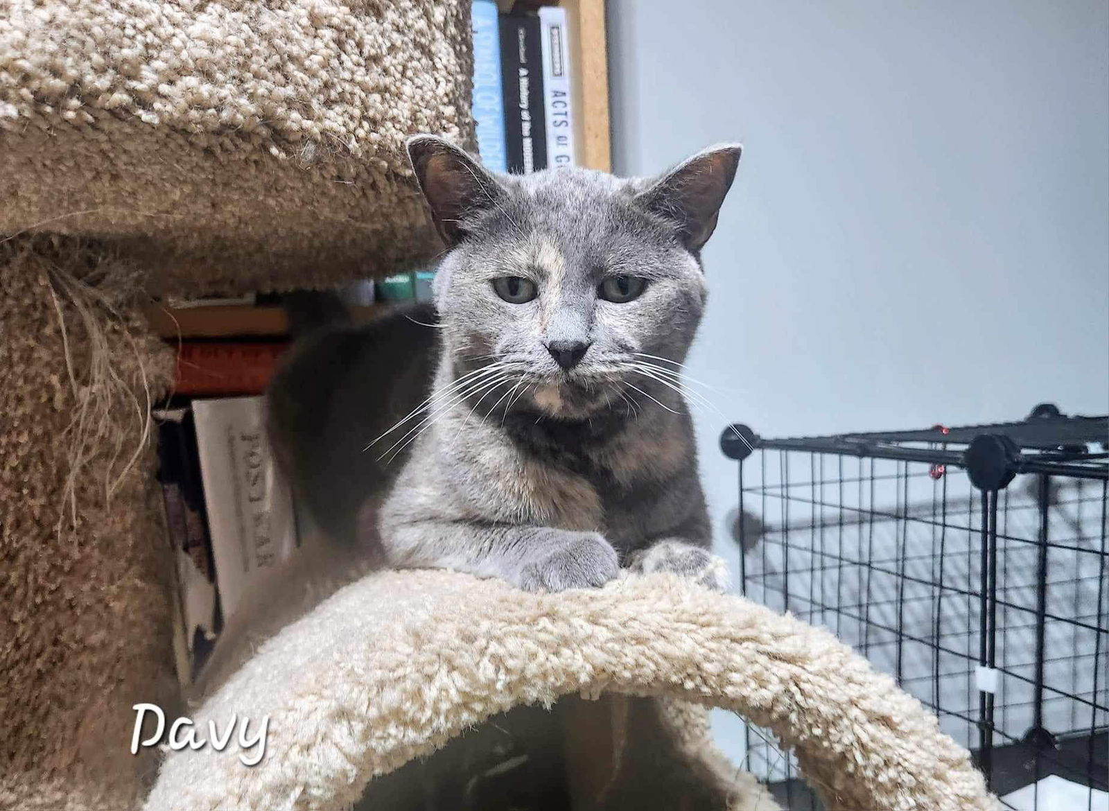 adoptable Cat in Detroit Lakes, MN named Davy