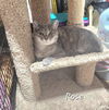 adoptable Cat in Detroit Lakes, MN named Rose