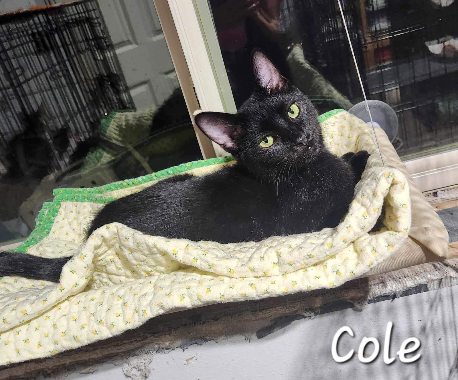 adoptable Cat in Detroit Lakes, MN named Cole