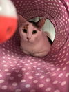 Eve & Hallow (Bonded pair)