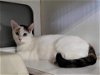 adoptable Cat in detroit lakes, MN named Eve