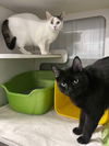 adoptable Cat in Detroit Lakes, MN named Eve & HALLOW (Bonded Pair)